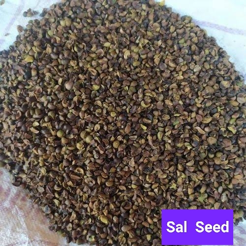 Seed